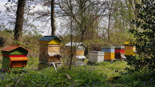 Aux Bruyères, le bio est un art de vivre - ruches