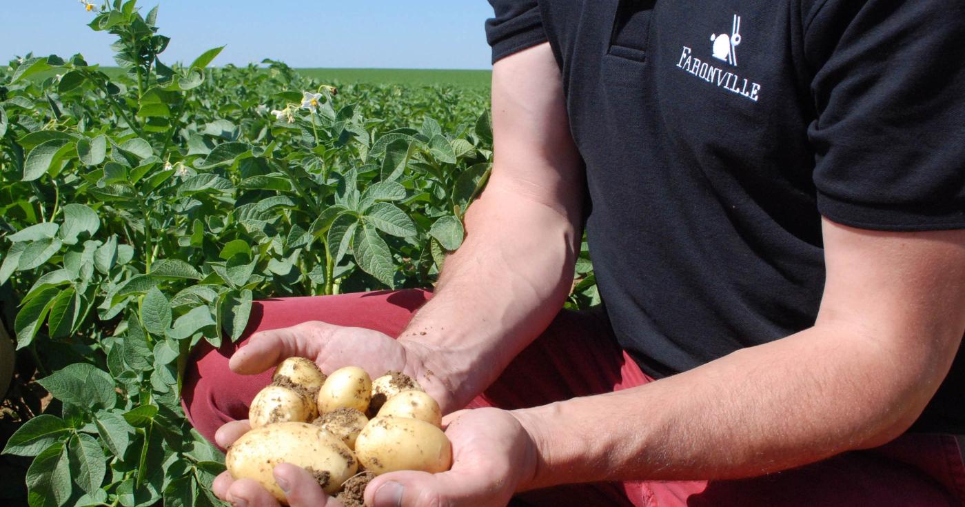 Spécialités gastronomiques du Loiret - Portrait de 2 agriculteurs innovants - Faronville pommes de terre- 2