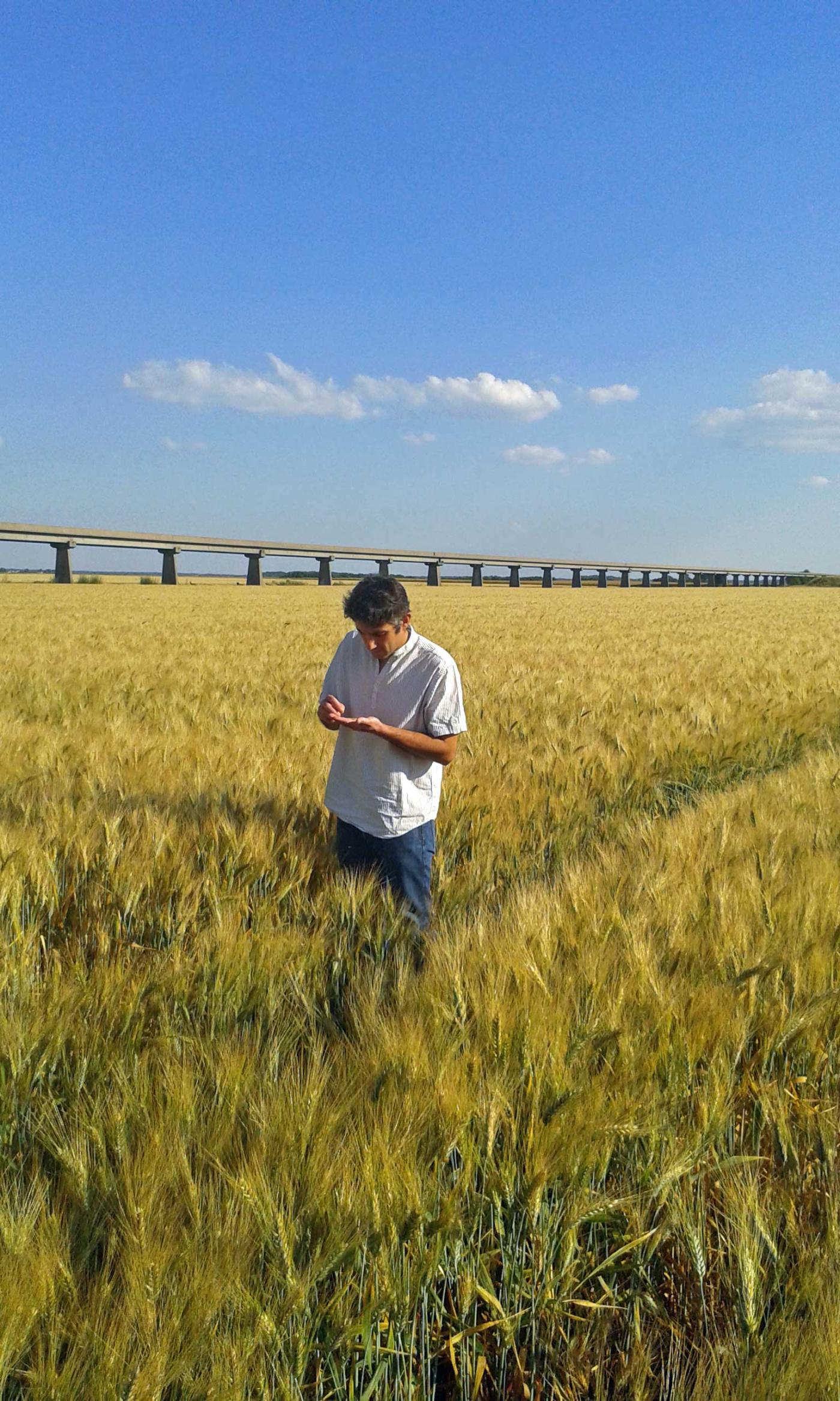Spécialités gastronomiques du Loiret - portraits de deux agriculteurs innovants - champ de blé avec Franck