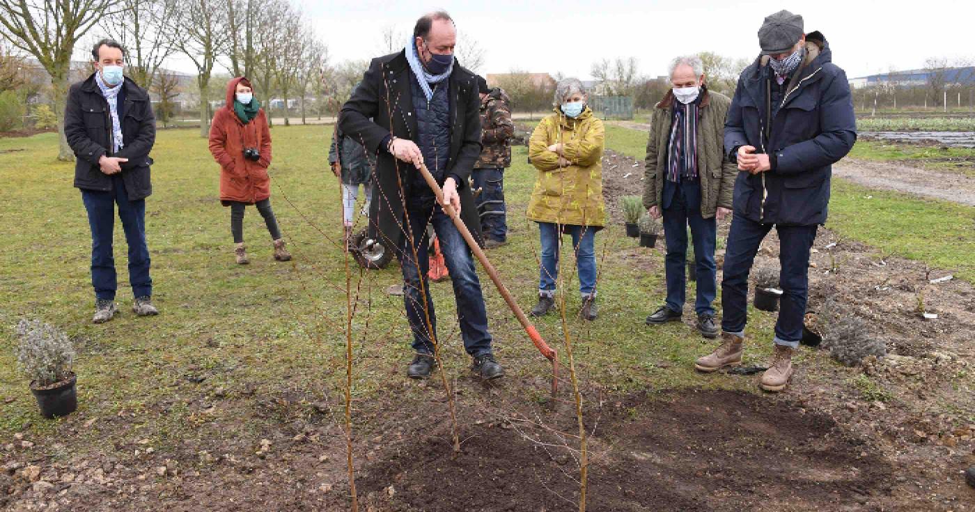 Insertion Loiret : à la roseraie de Morailles on sait planter des arbres - Marc Gaudet plantant un arbre
