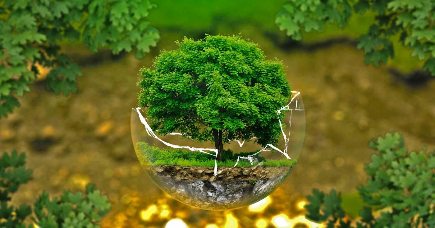  Image d'un arbre dans une bulle transparente