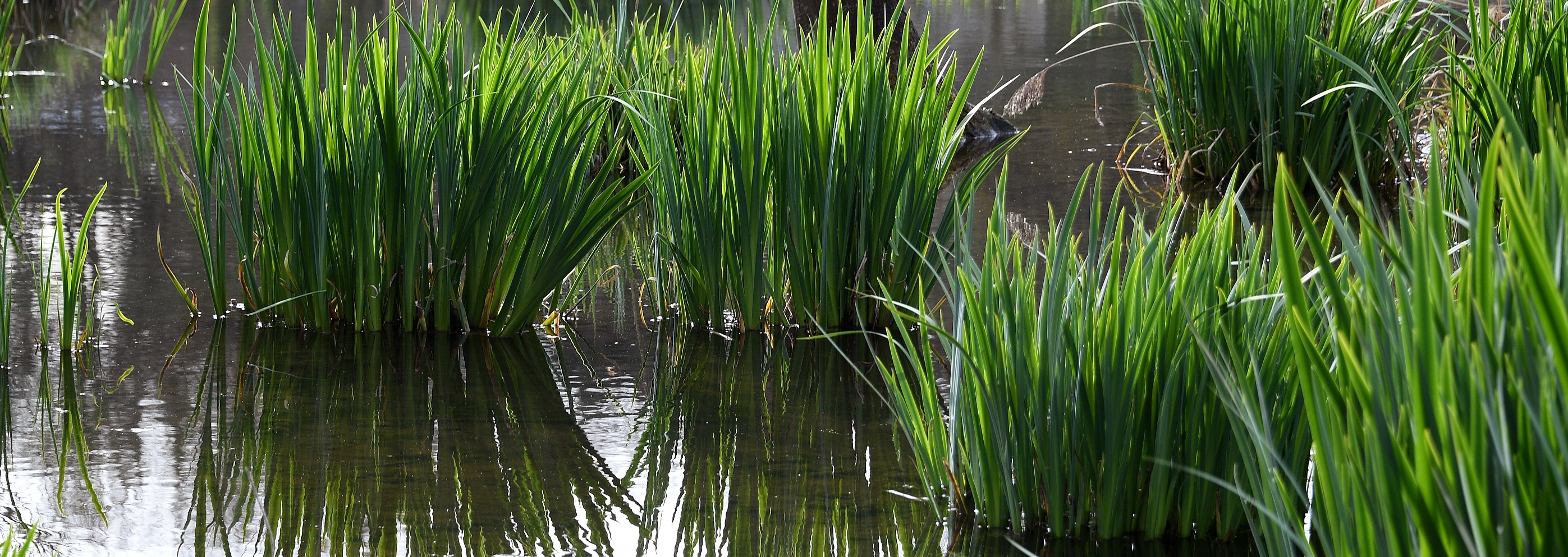 Espace naturel sensible du Moulin de la Porte à Estouy