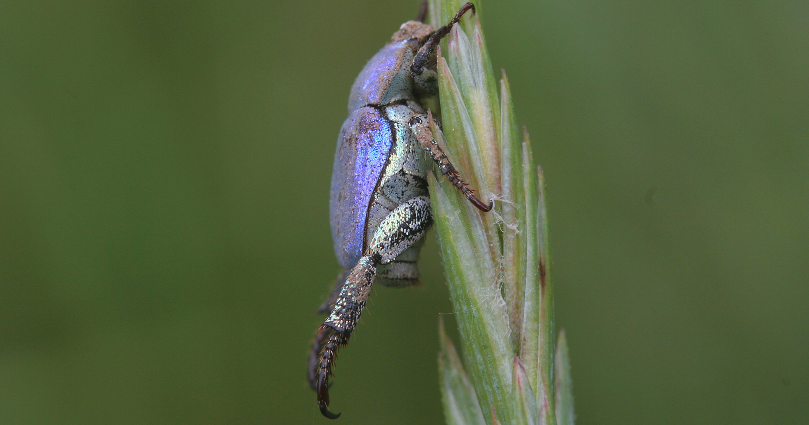 Hoplie bleue - Frédéric Breton pour le Conservatoire d'espaces naturels du Centre-Val de Loire