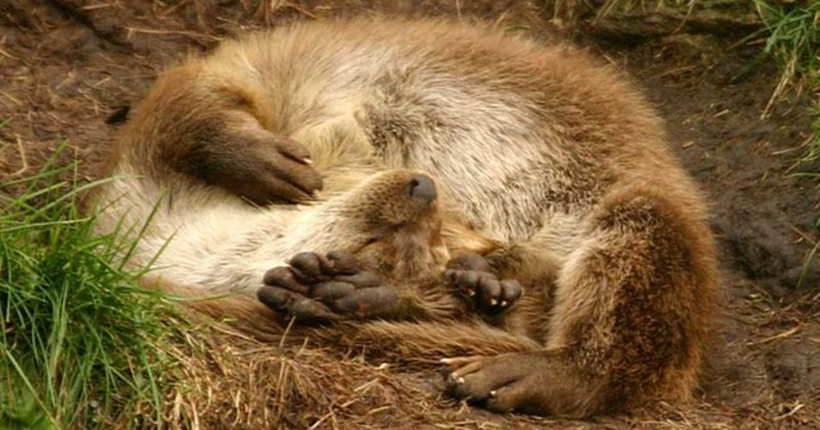 Loutre - David White via Wikimedia Commons pour le Conservatoire des espaces naturels du Centre-Val de Loire