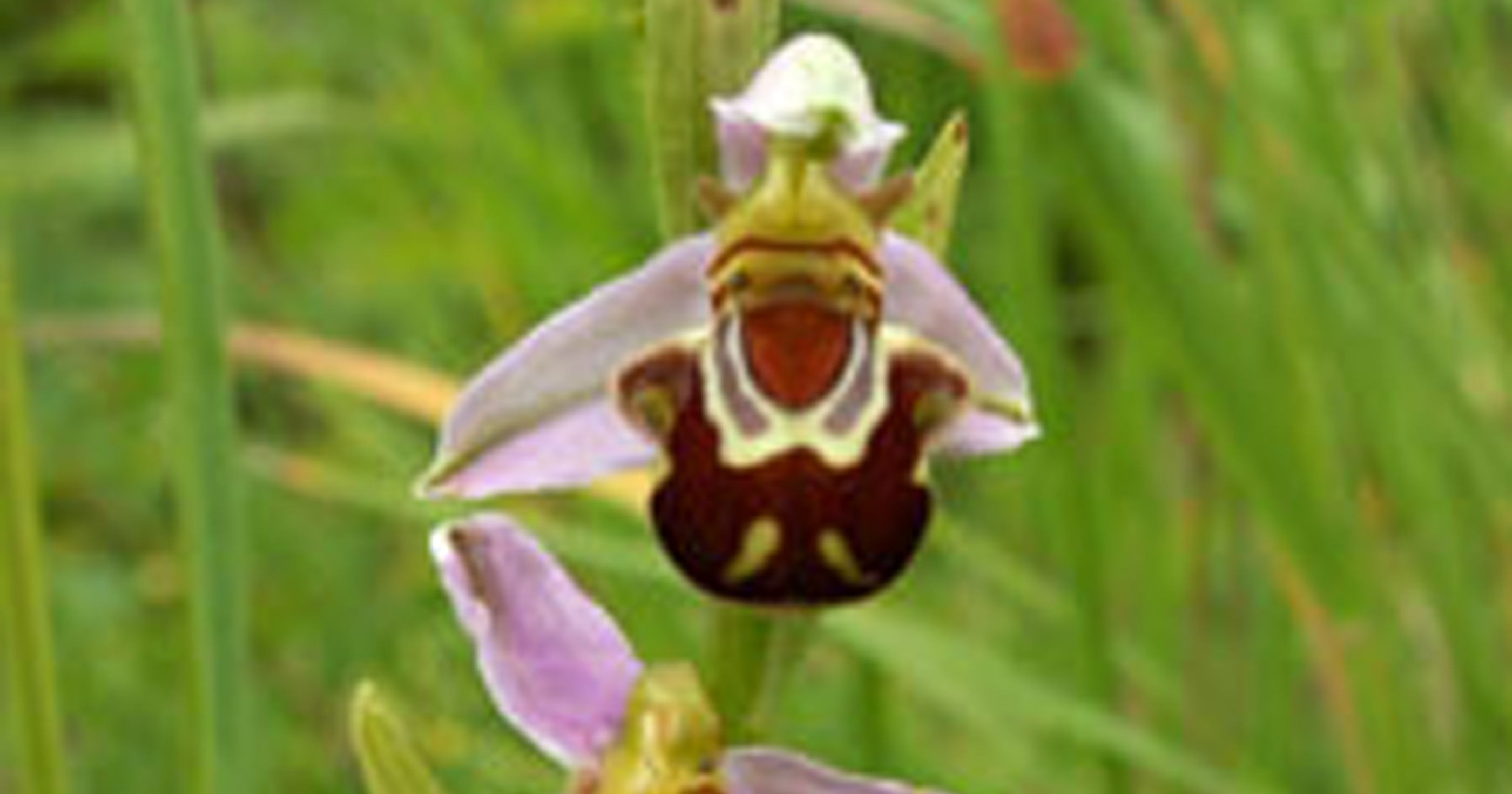 Ophrys abeille