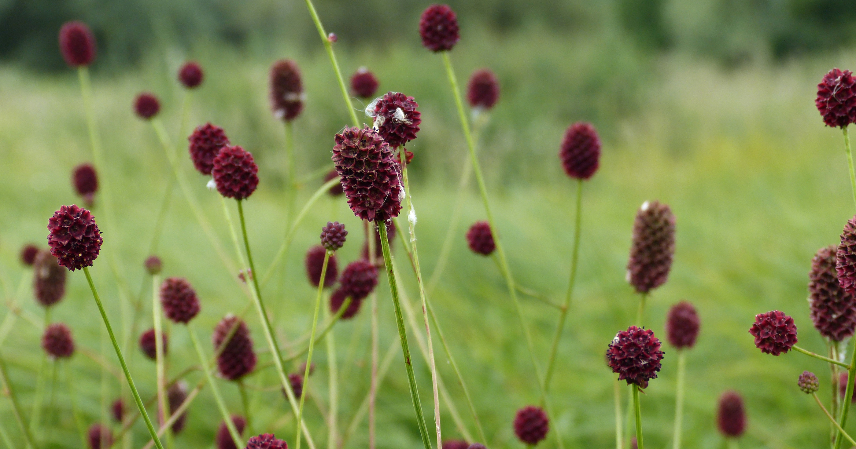 Sanguisorbe officinale