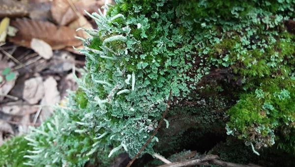 Les parcs du Loiret ouvrent la saison des découvertes - Lichens