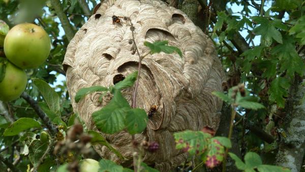 Frelons asiatiques : alerte dans le Loiret - nid frelons asiatiques