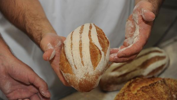 Boulangers en train de préparer une fournée de pains