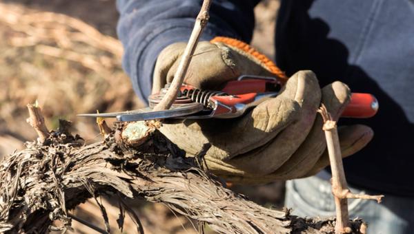 Loiret : découvrez pourquoi les viticulteurs jouent du sécateur - taille vigne