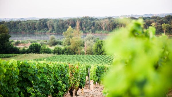 Vignes les Côteaux du Giennois