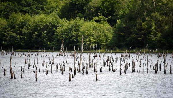 Les Rendez-vous de la nature dans le Loiret : édition 2022 - étang du ravoir