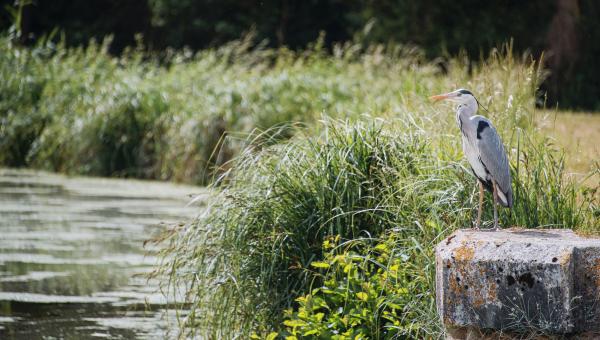 Héron cendré au bord du canal d'Orléans