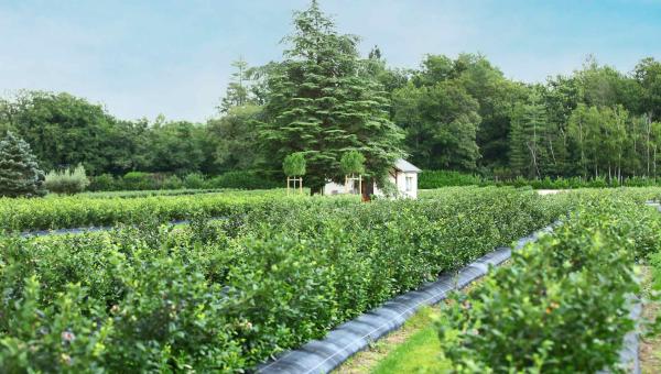 De nouvelles filières agricoles prennent racine dans le Loiret - verger où est cultivé la  myrtille