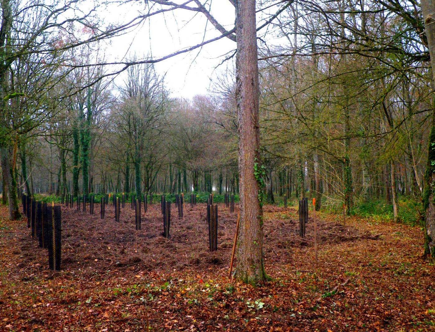 300 arbres plantés dans le parc de Sully