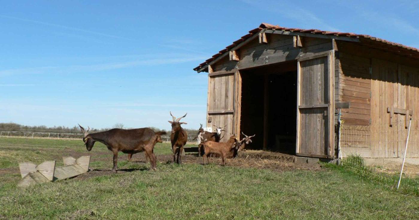 Chèvre du Ranch des Roves, Ligny-le-Ribault