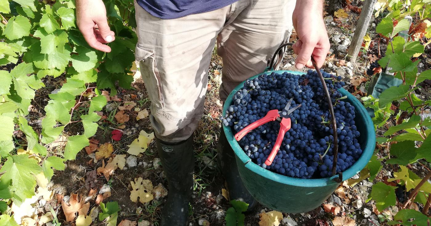 Vendanges Coteaux du Giennois