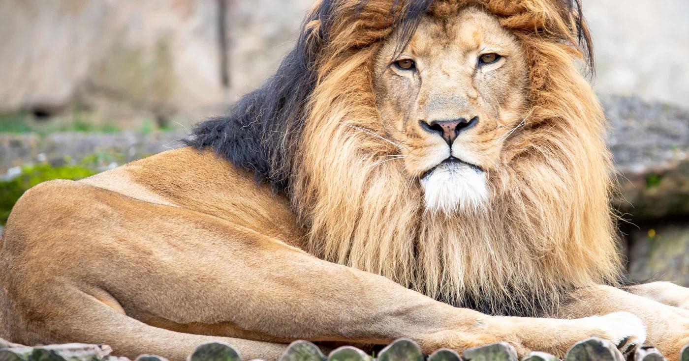 Lion pour la sortie JCEO au zoo de Beauval pour les enfants de l'Ase 