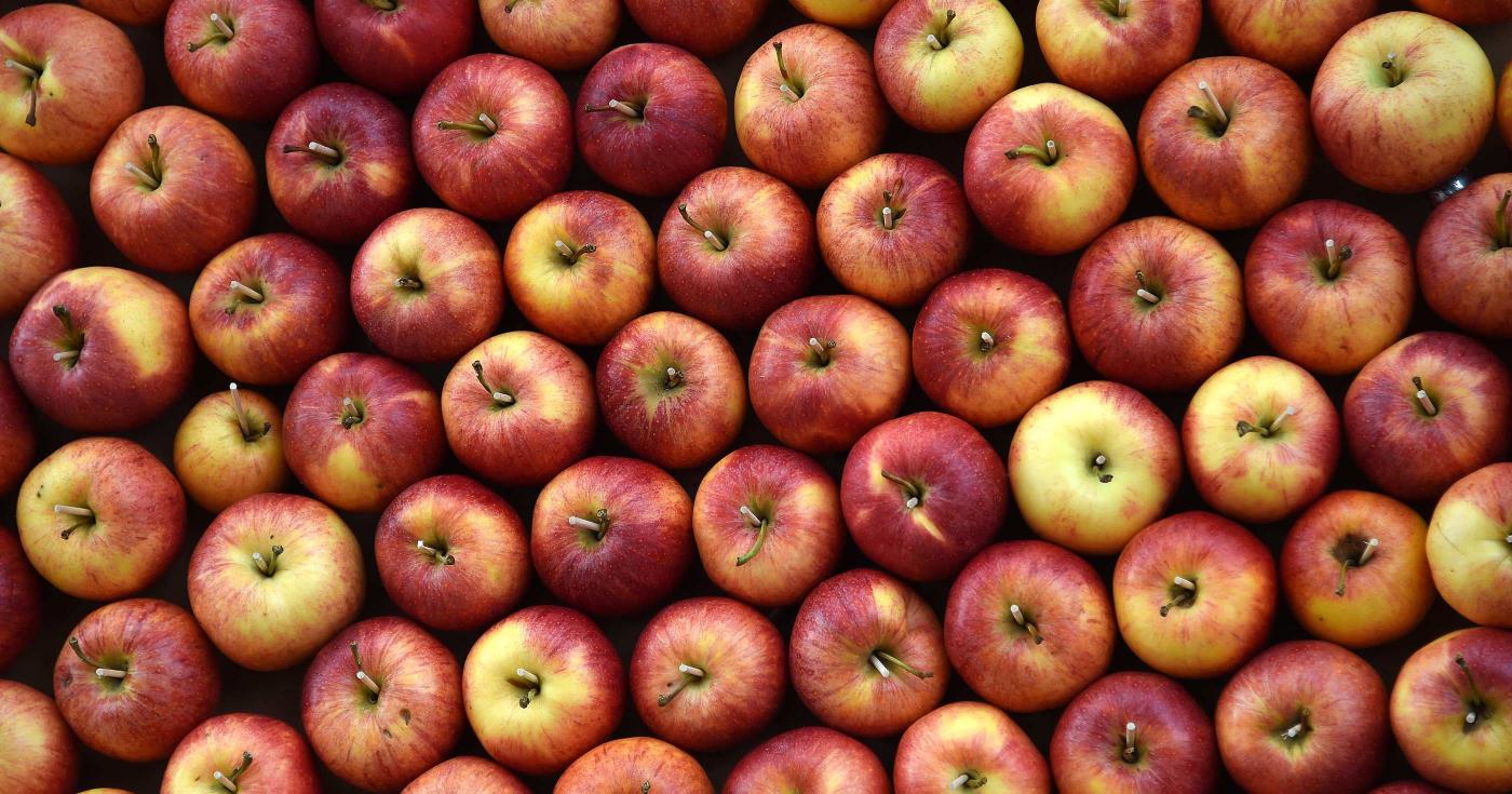 Cuisiniers du dimanche, à vos fourneaux ! Un mur de pommes