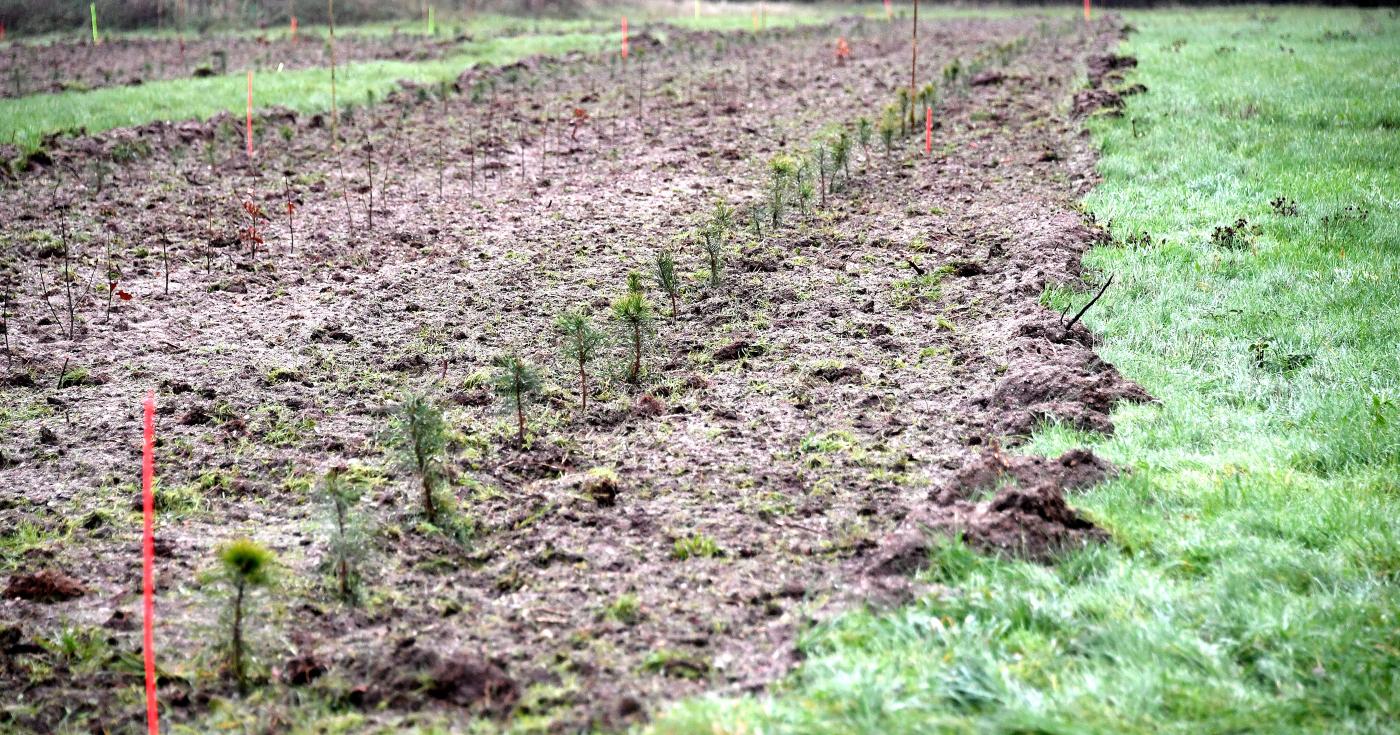 Plantation d'arbres à Saint-Denis-de-l'Hôtel