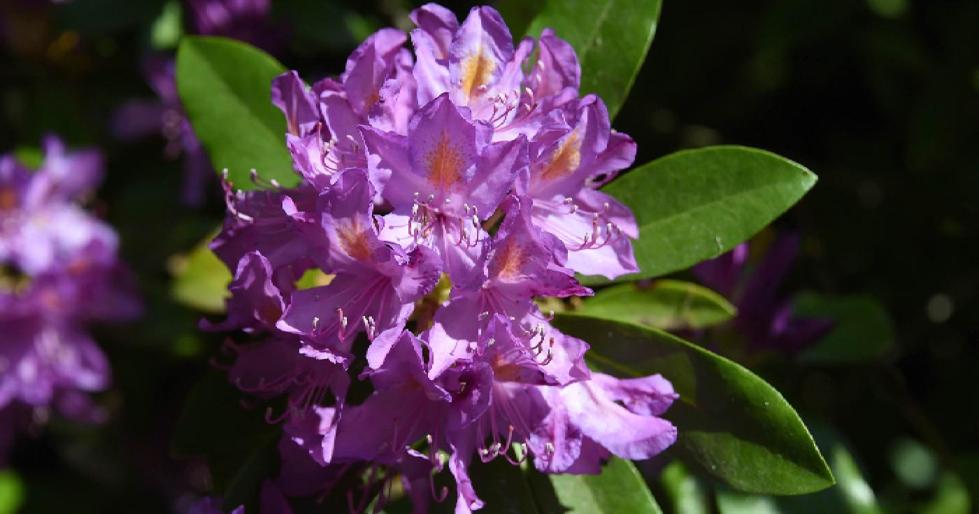 Des fleurs, des plantes et des arbustes - rhodo