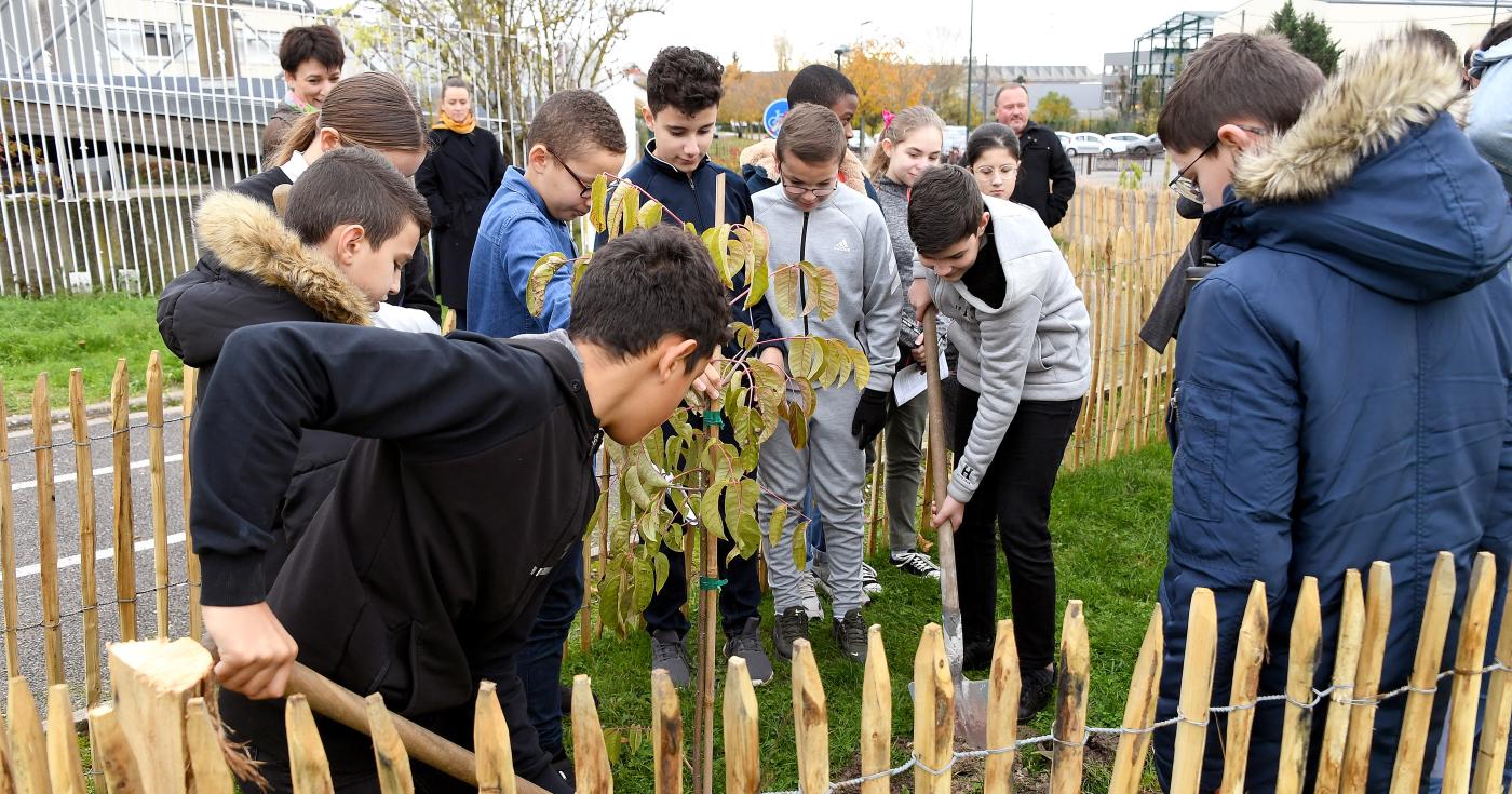 Plantation d'arbres dans les collèges