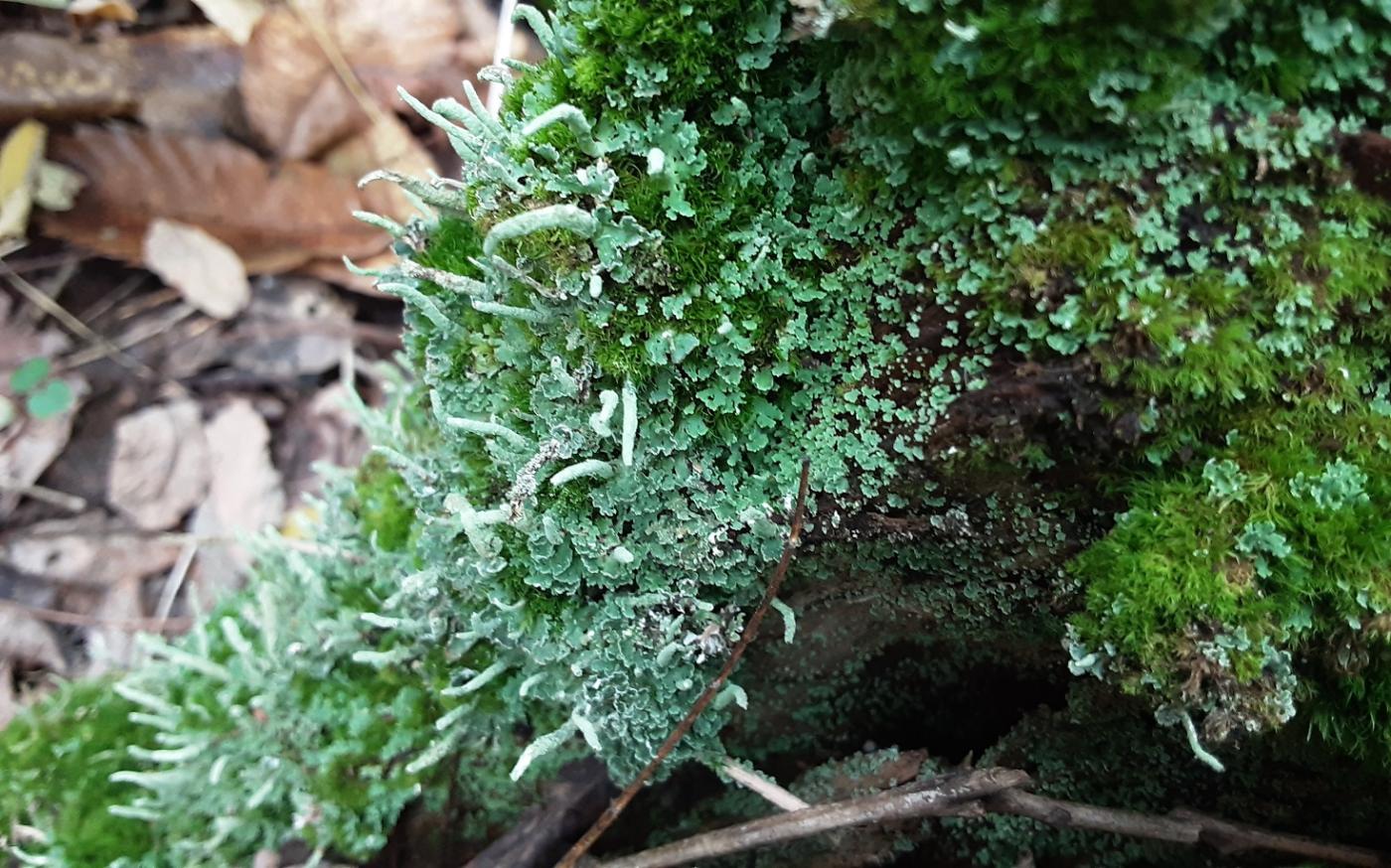 Les parcs du Loiret ouvrent la saison des découvertes - Lichens