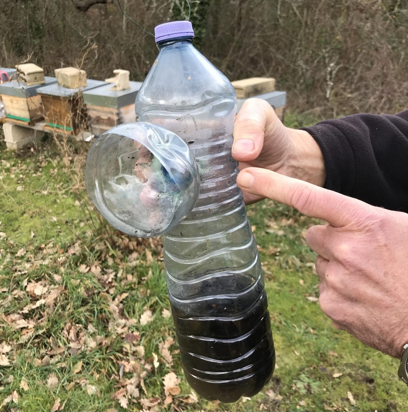 Frelons asiatiques : alerte dans le Loiret - piège