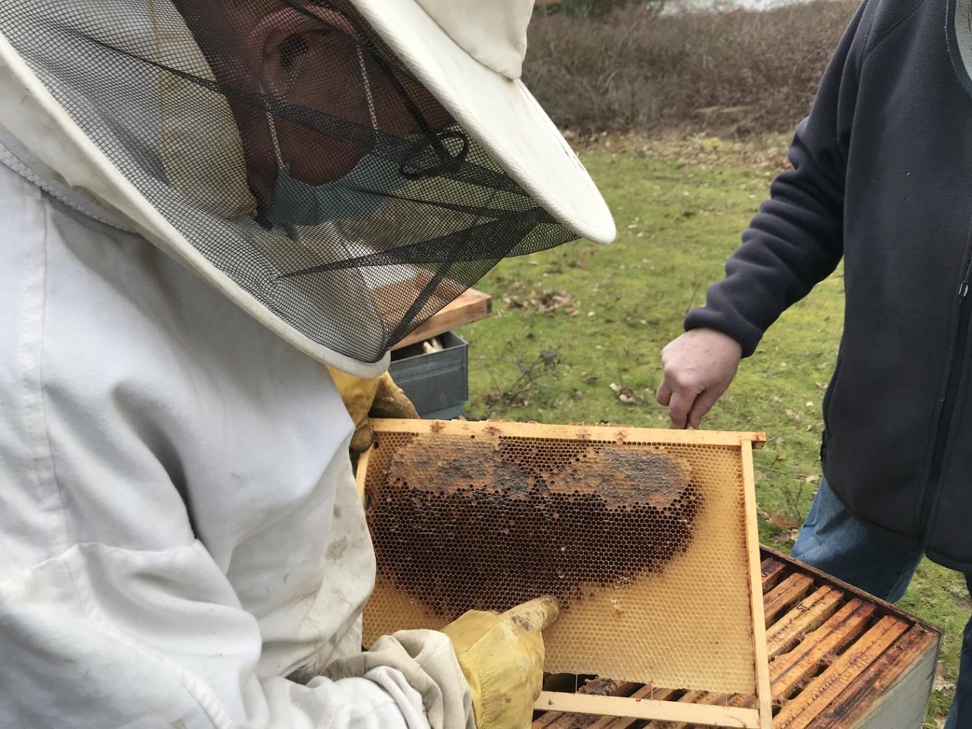 Frelons asiatiques : alerte dans le Loiret - ruche vide