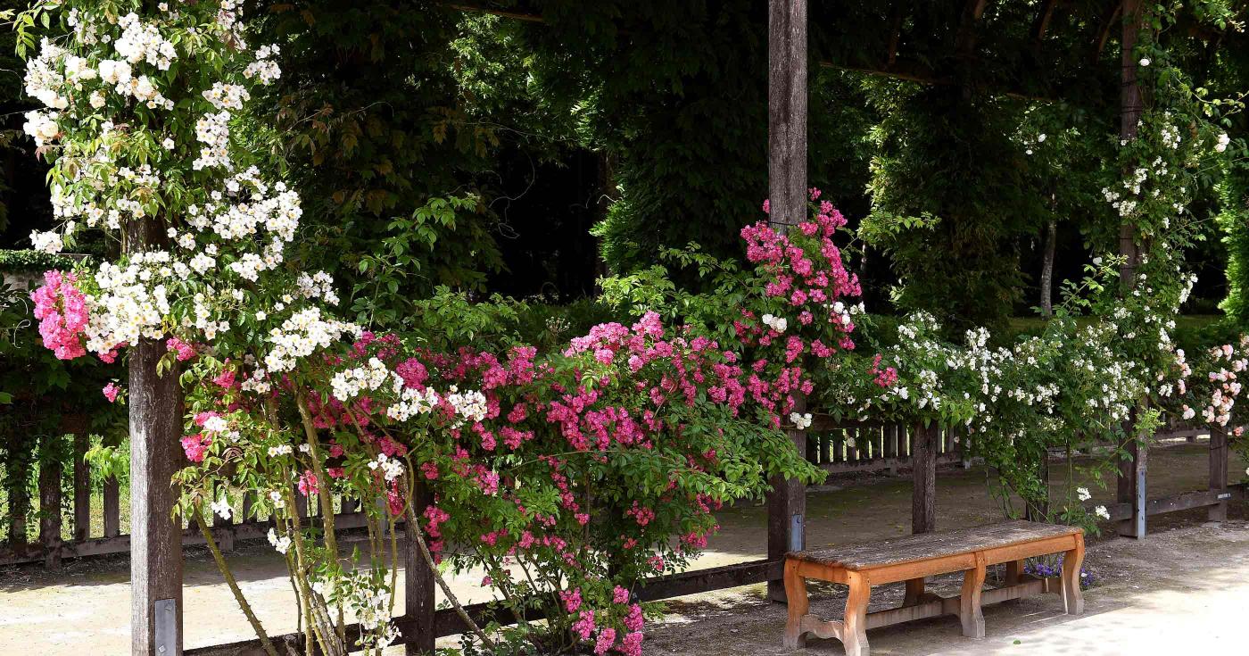 Avec l’arrivée du printemps, le château de Chamerolles rouvre ses jardins - roses dans berceau