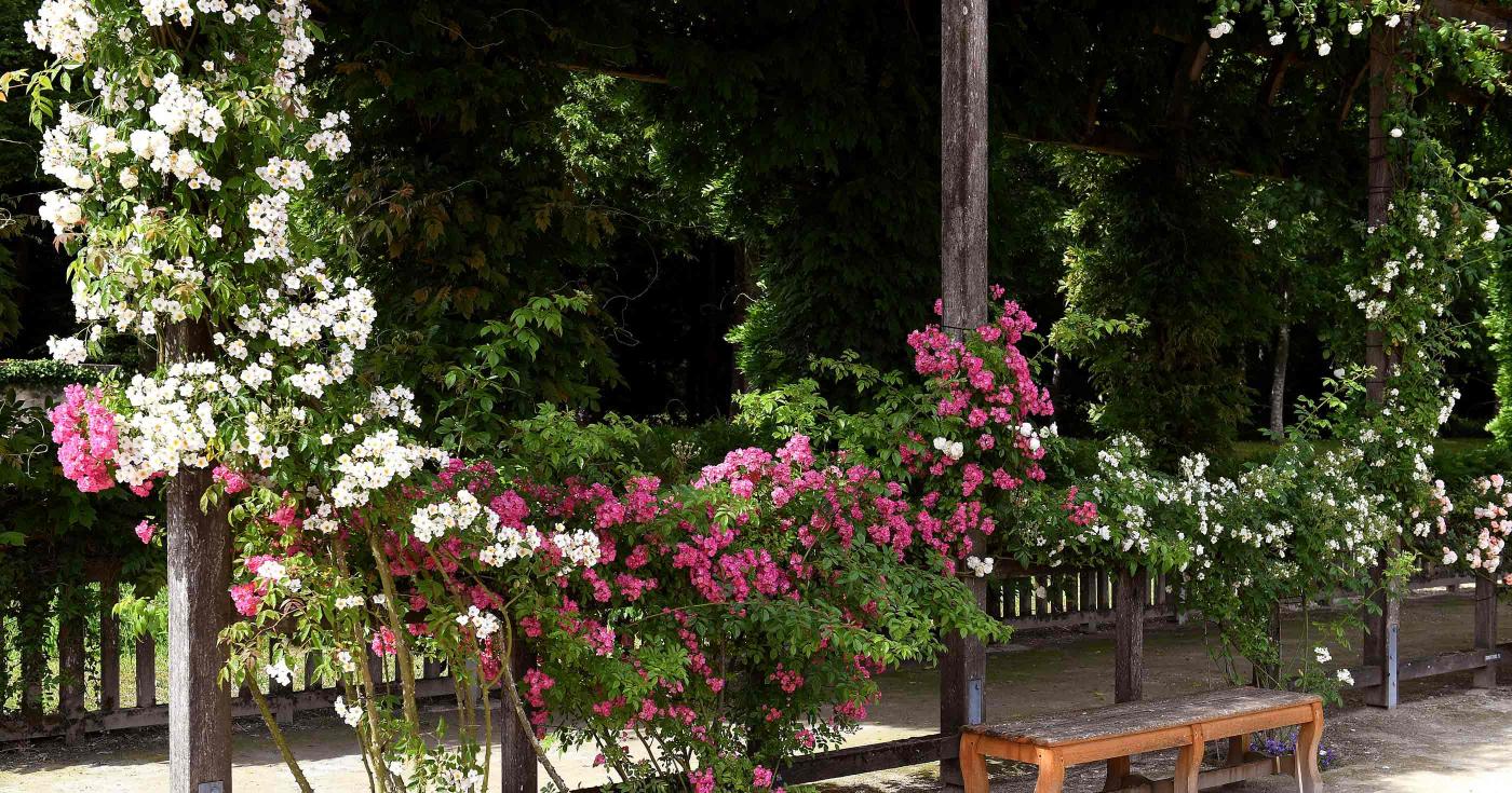 Les conseils de Jean-Claude, jardinier au château de Chamerolles - berceau roses