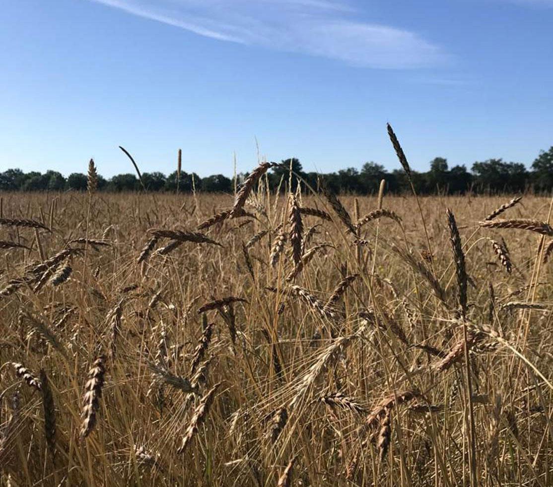 Aux Bruyères, le bio est un art de vivre - blé