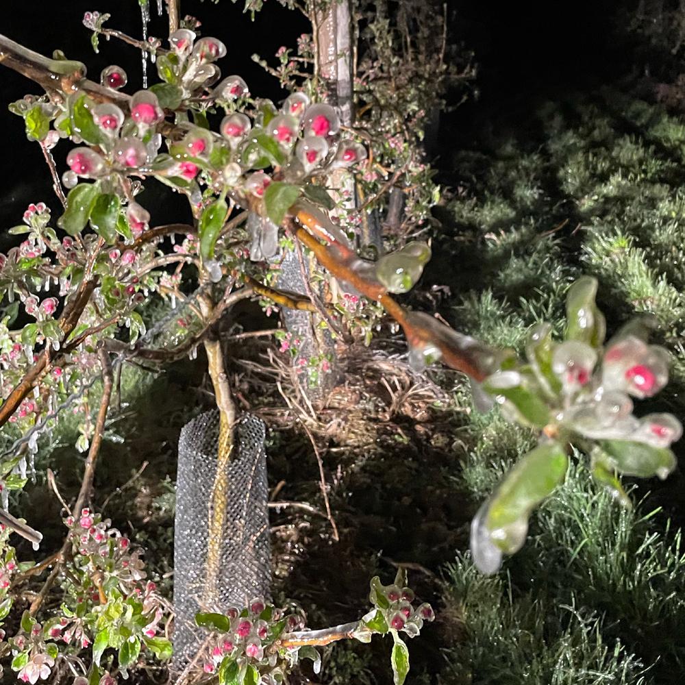 Bourgeons gelés dans les vergers loirétains, en avril 2021