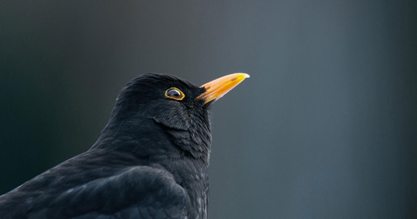 Nature dans le Loiret : les oiseaux, des concertistes hors pairs ! merle 