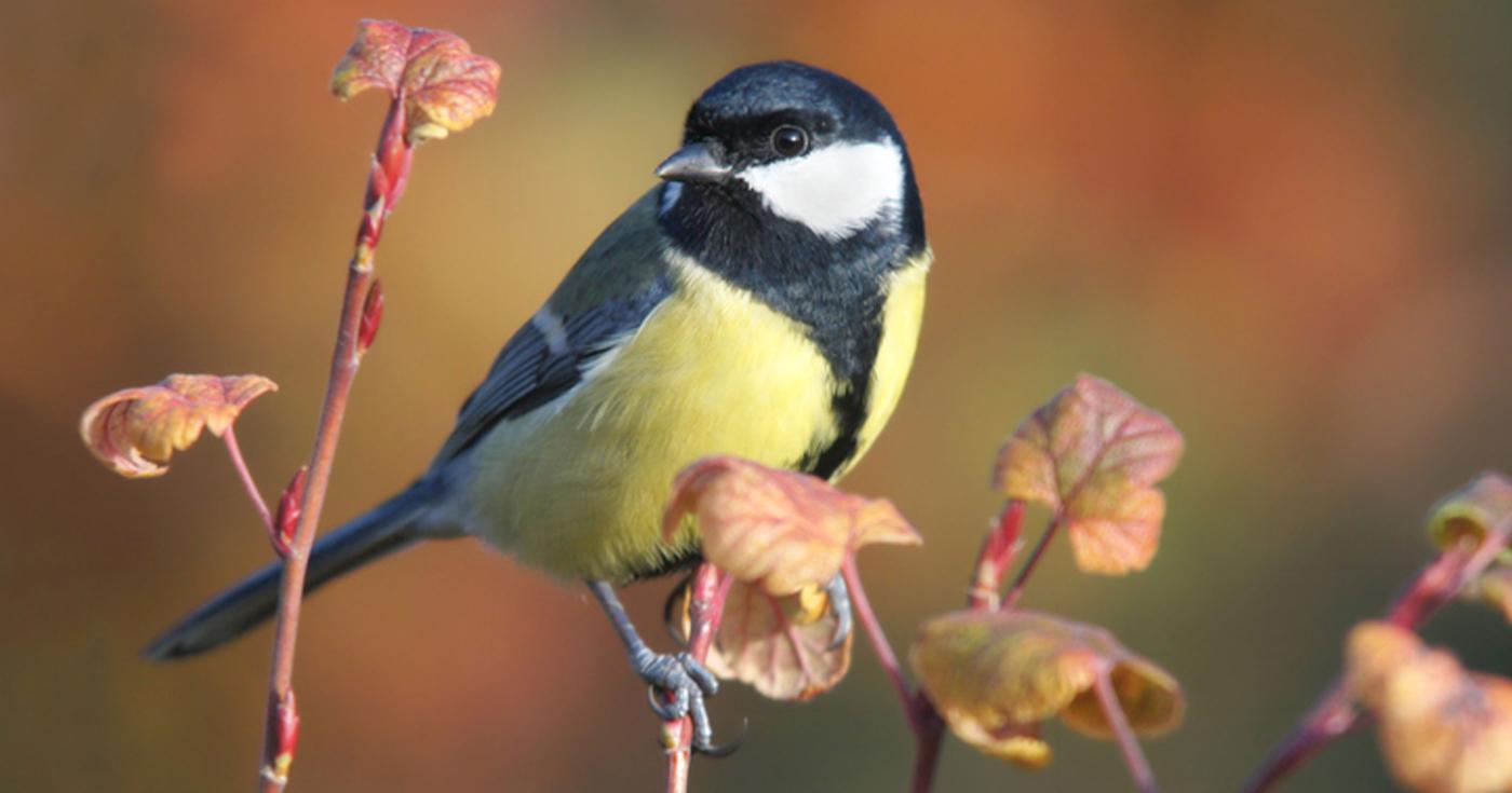 Nature dans le Loiret : les oiseaux, des concertistes hors pairs ! mésange 