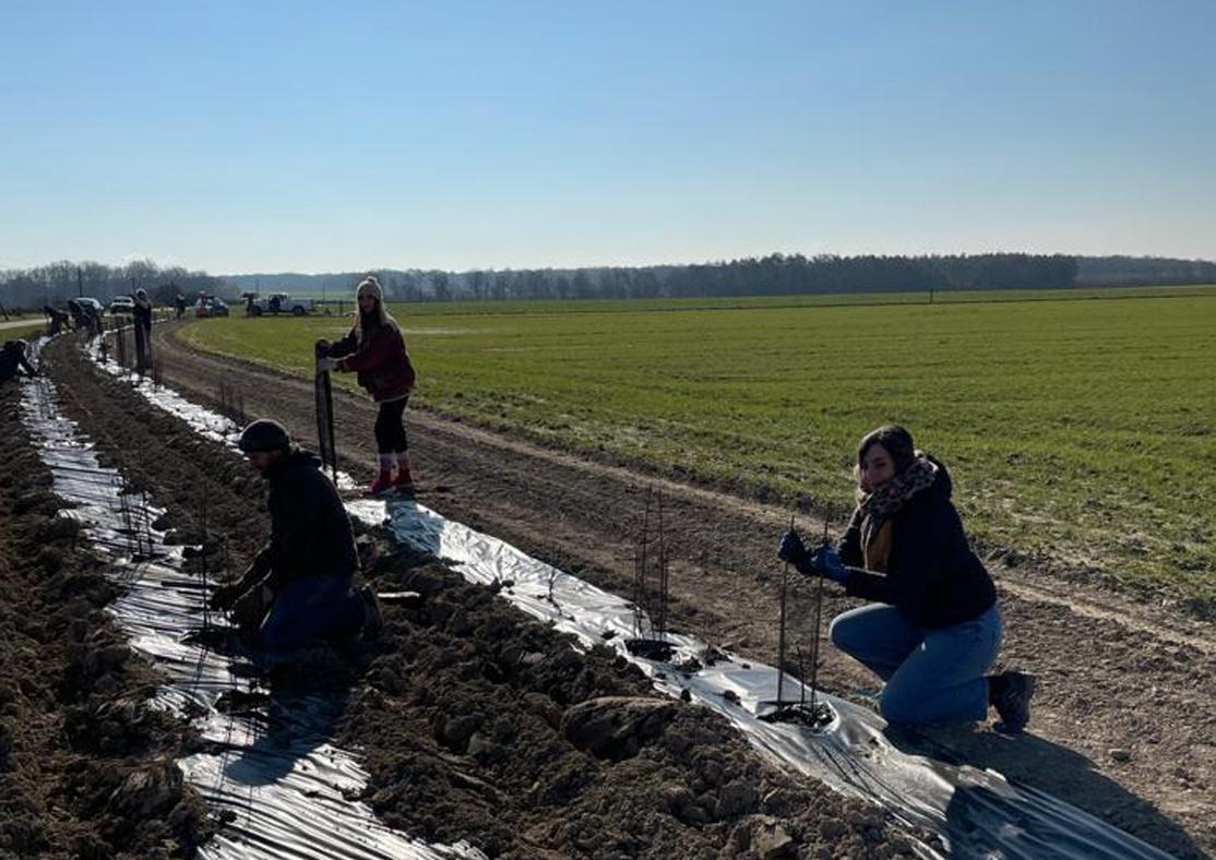 Aux Bruyères, le bio est un art de vivre - plantation haies