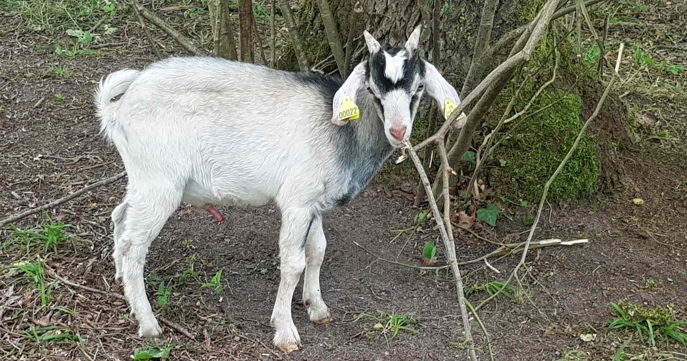 Loiret : le château de Chamerolles écolo ! bébé chèvre