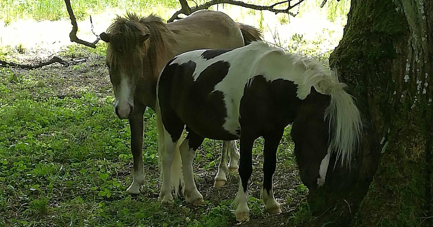 Loiret : le château de Chamerolles écolo ! poneys