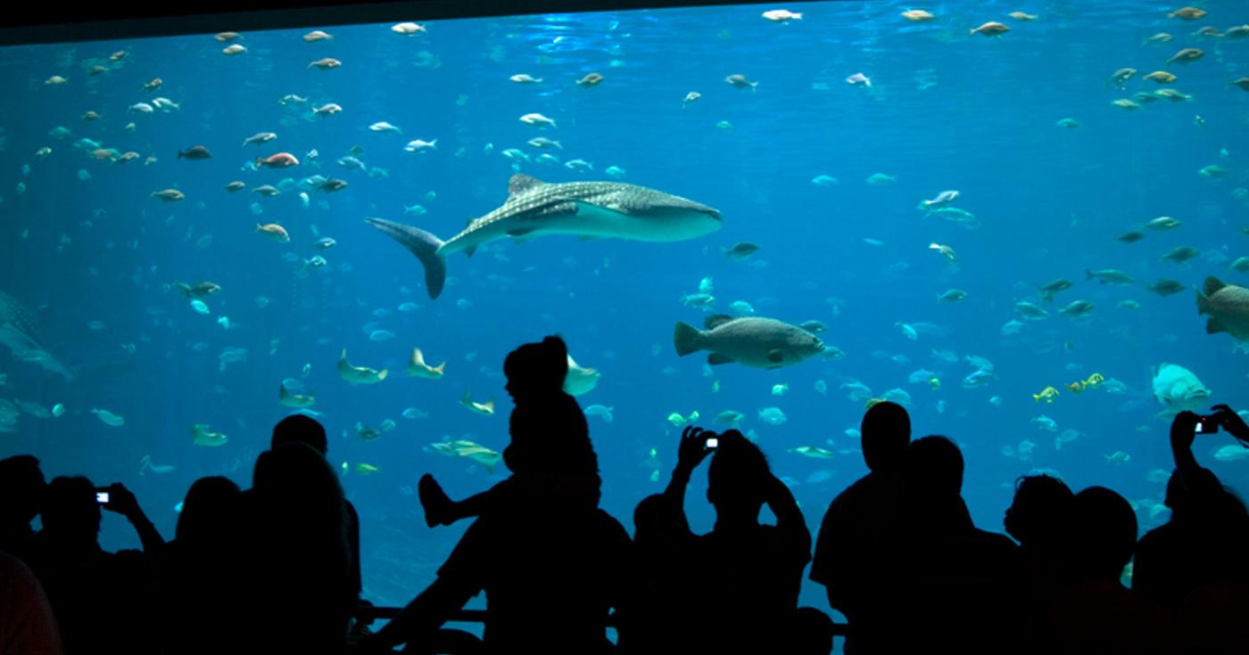 Loiret : séjour familial aux Sables d’Olonne - aquarium