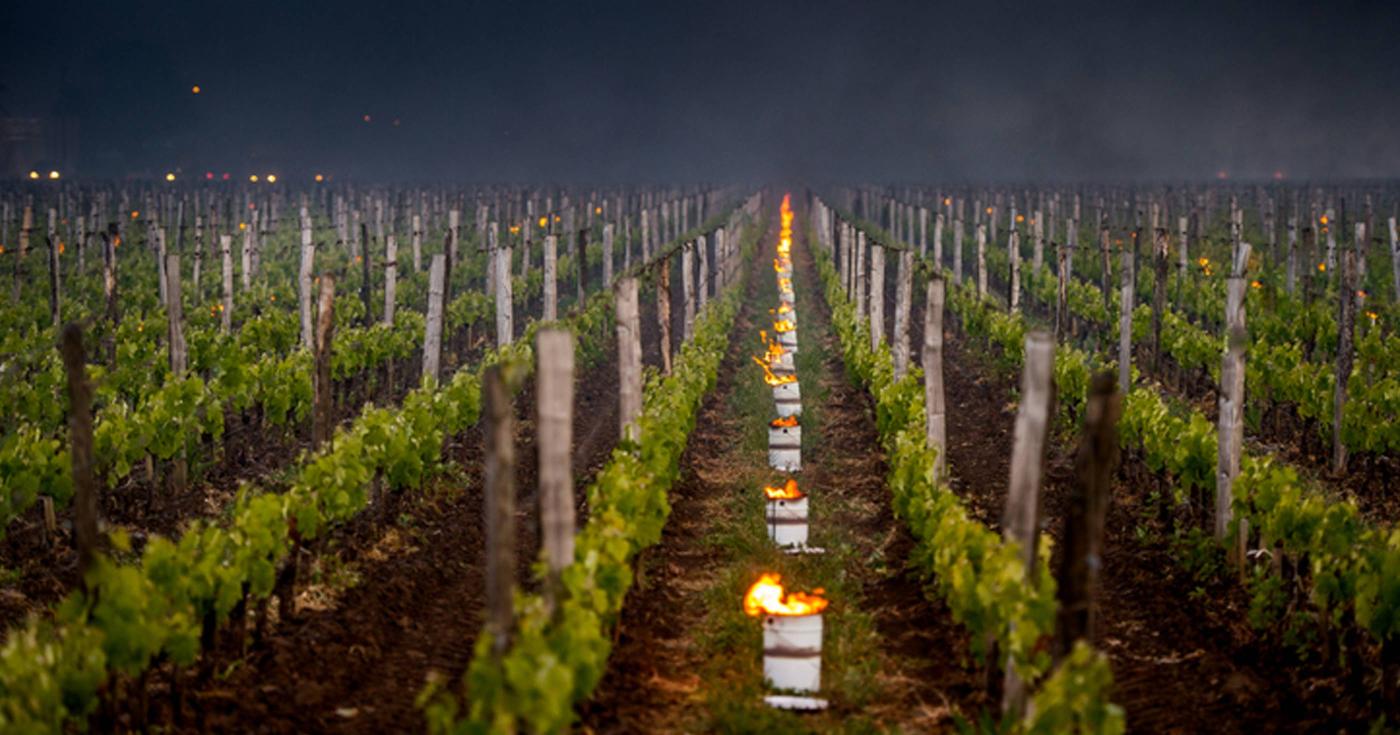 Loiret : découvrez pourquoi les viticulteurs jouent du sécateur