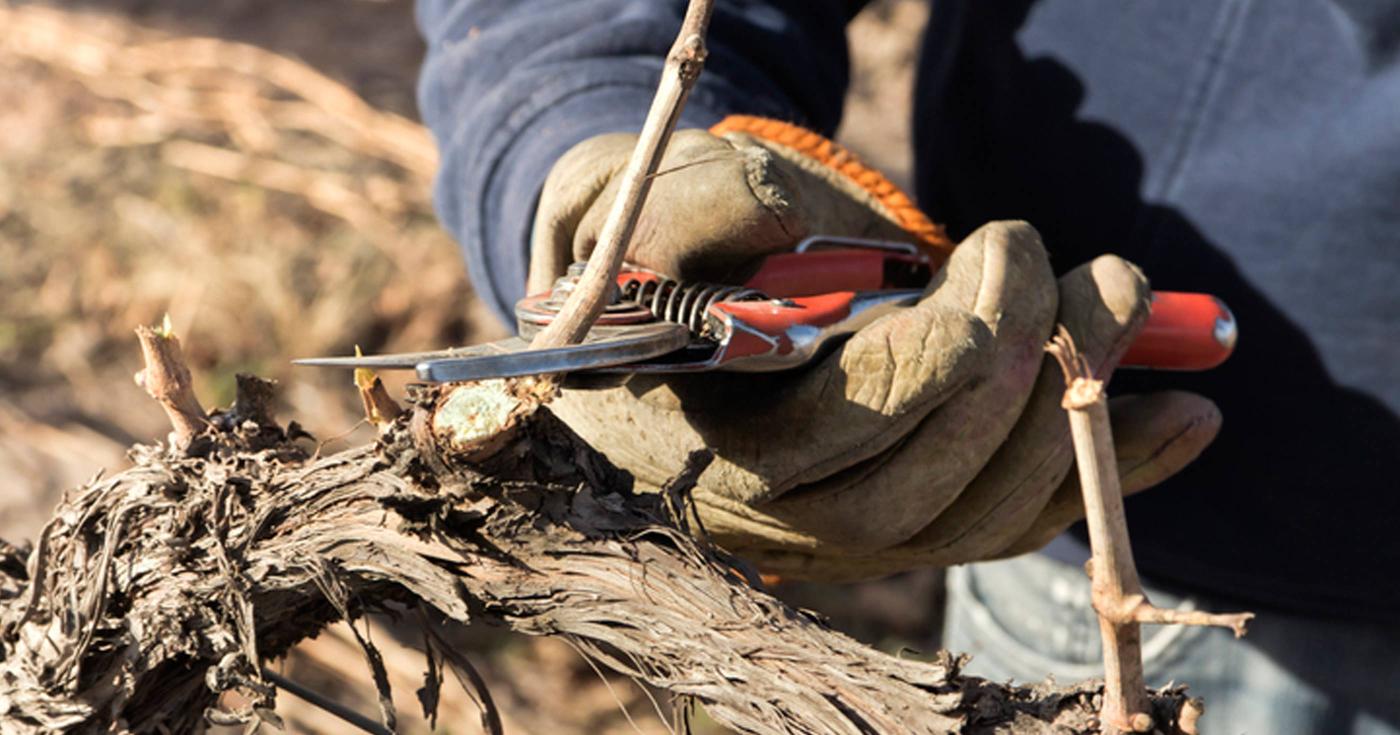 Loiret : découvrez pourquoi les viticulteurs jouent du sécateur - taille vigne