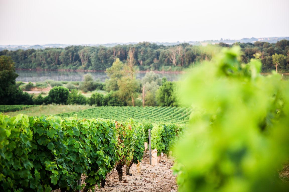 Vignes les Côteaux du Giennois