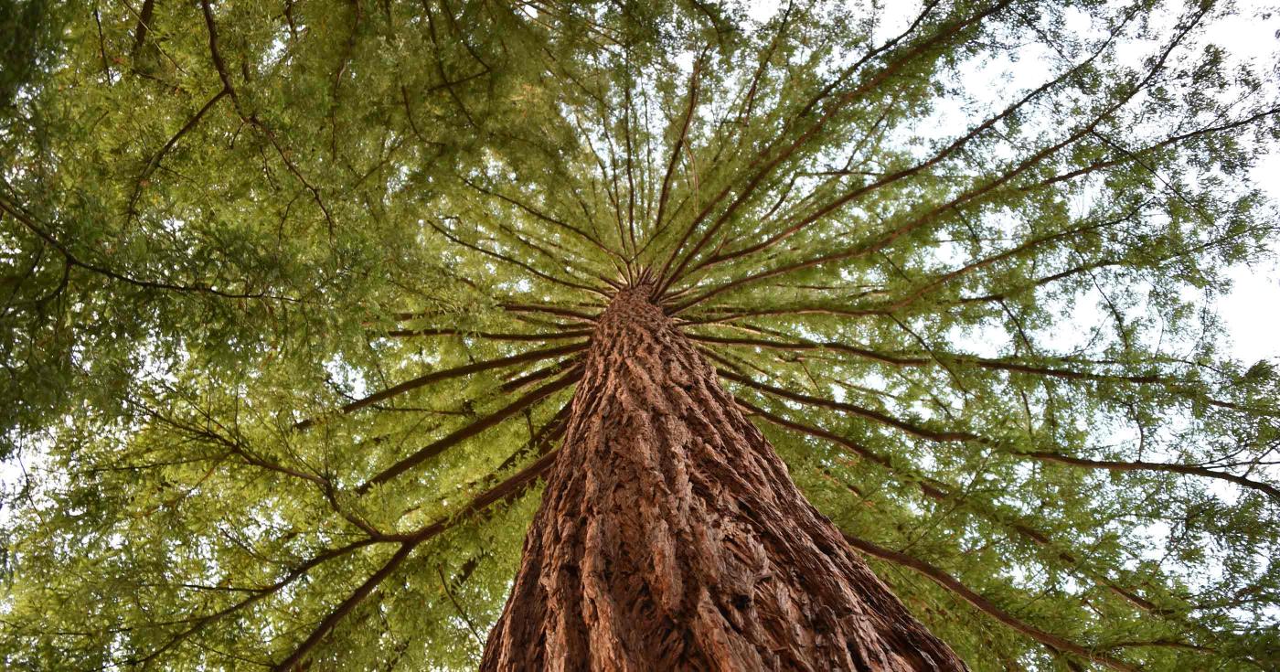 Les Rendez-vous de la nature dans le Loiret : édition 2022 - arboretum des barres