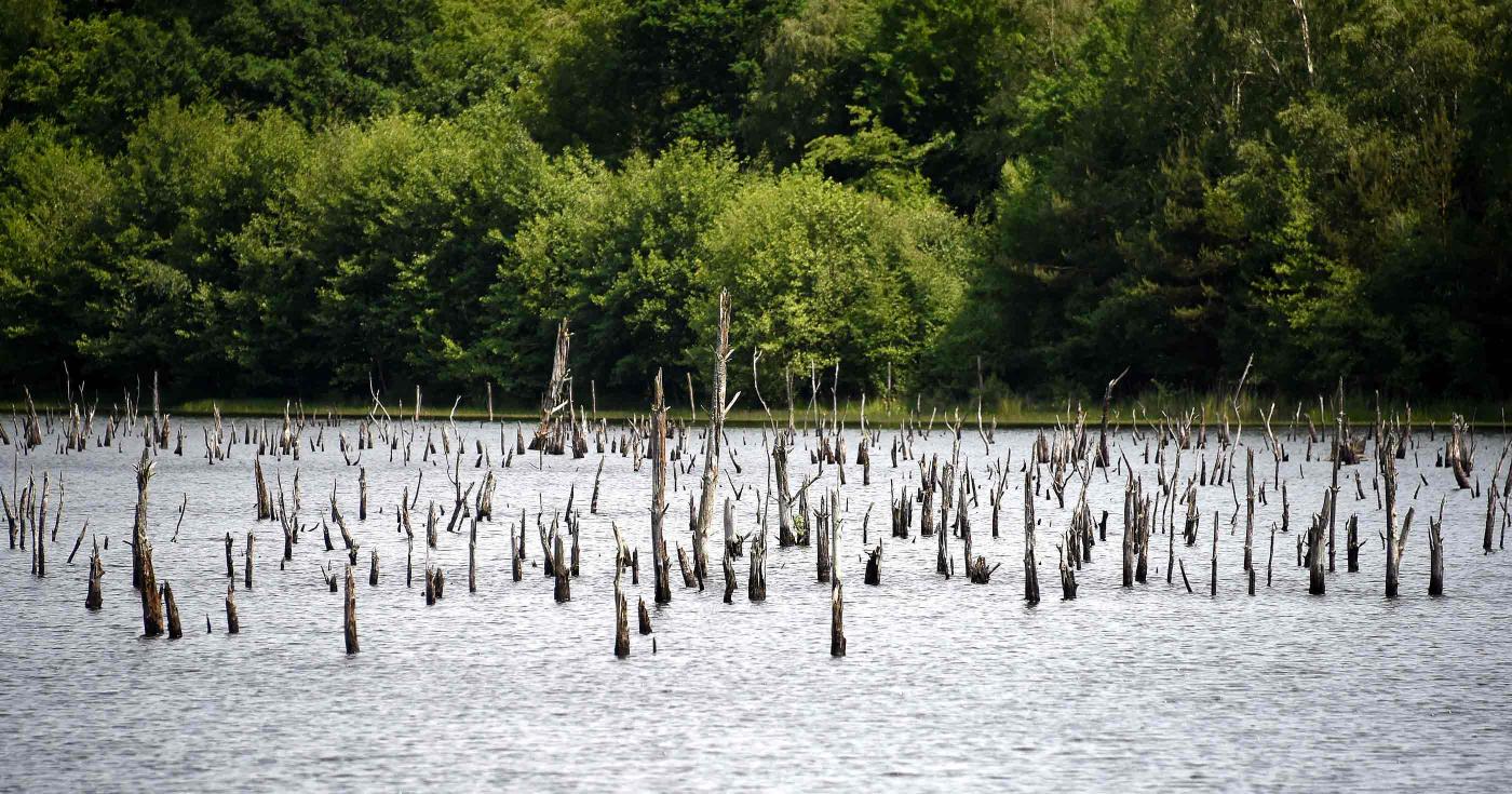 Les Rendez-vous de la nature dans le Loiret : édition 2022 - étang du ravoir