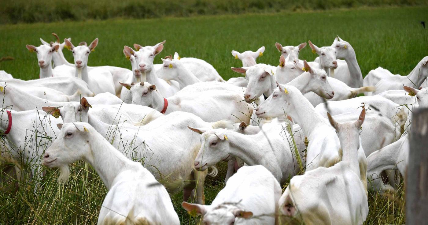 À Gien faites le plein de vitamines au marché des producteurs locaux - chèvres
