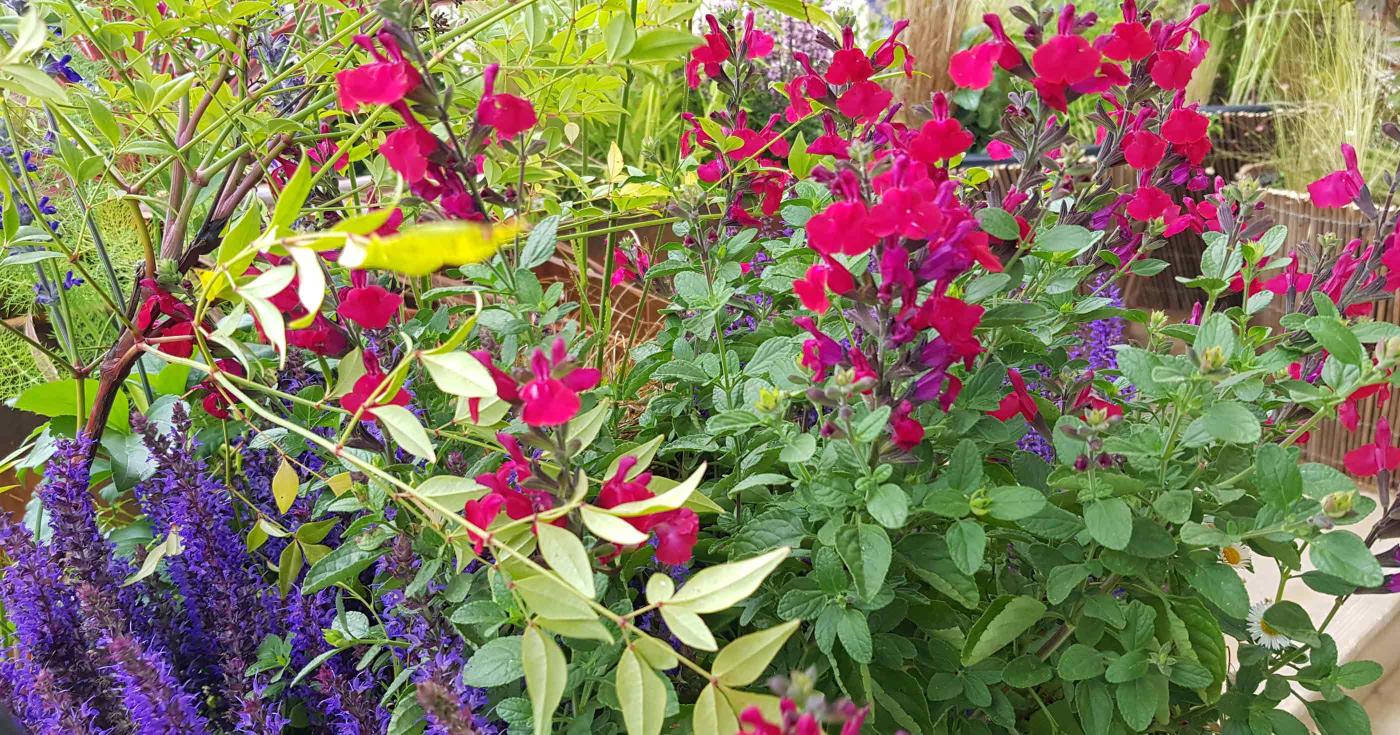 La fine fleur des villes, villages et jardins récompensée - fleurs