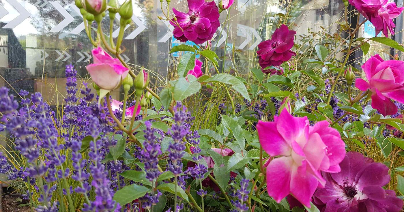 La fine fleur des villes, villages et jardins récompensée - fleurs 2