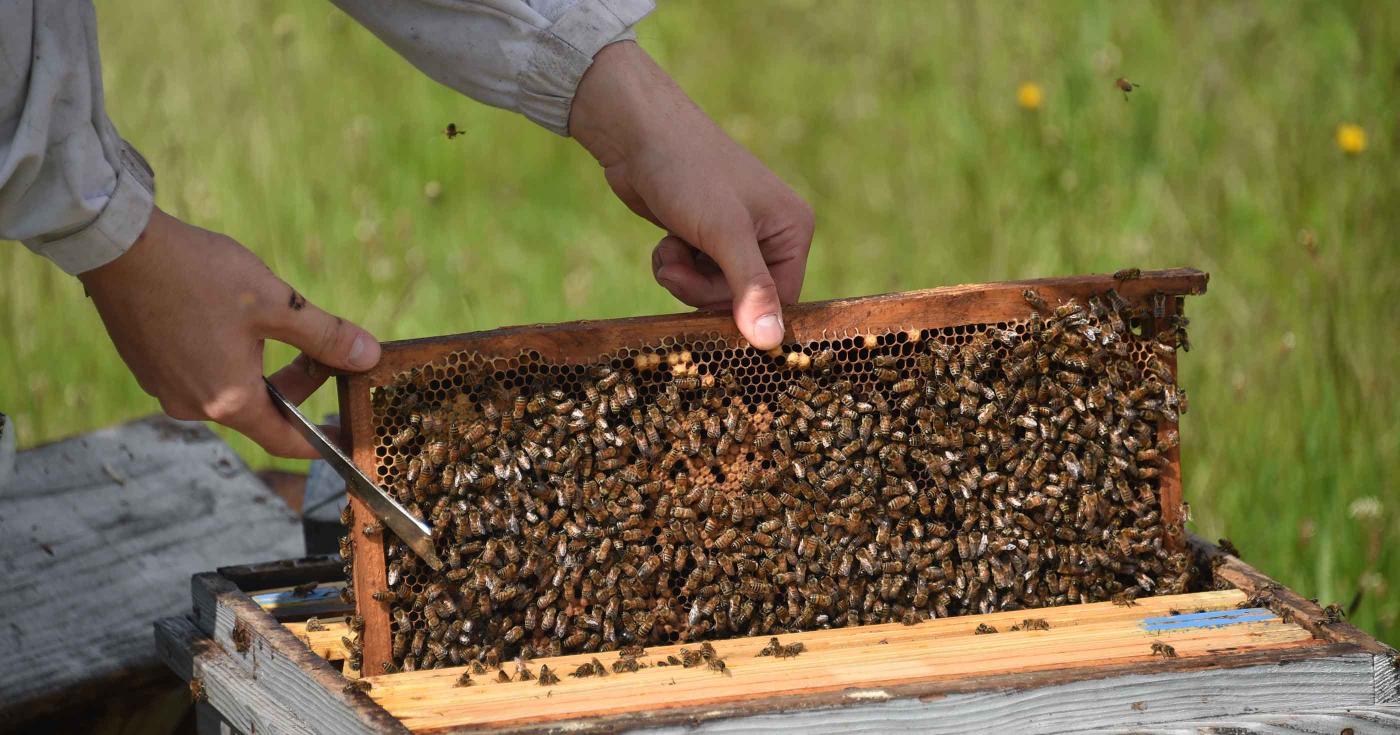 Le marché des producteurs donne à découvrir des produits locaux ! abeilles pour le miel