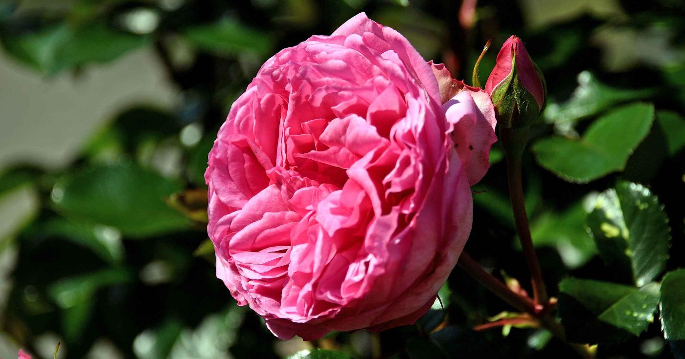 Le marché des producteurs donne à découvrir des produits locaux ! rose