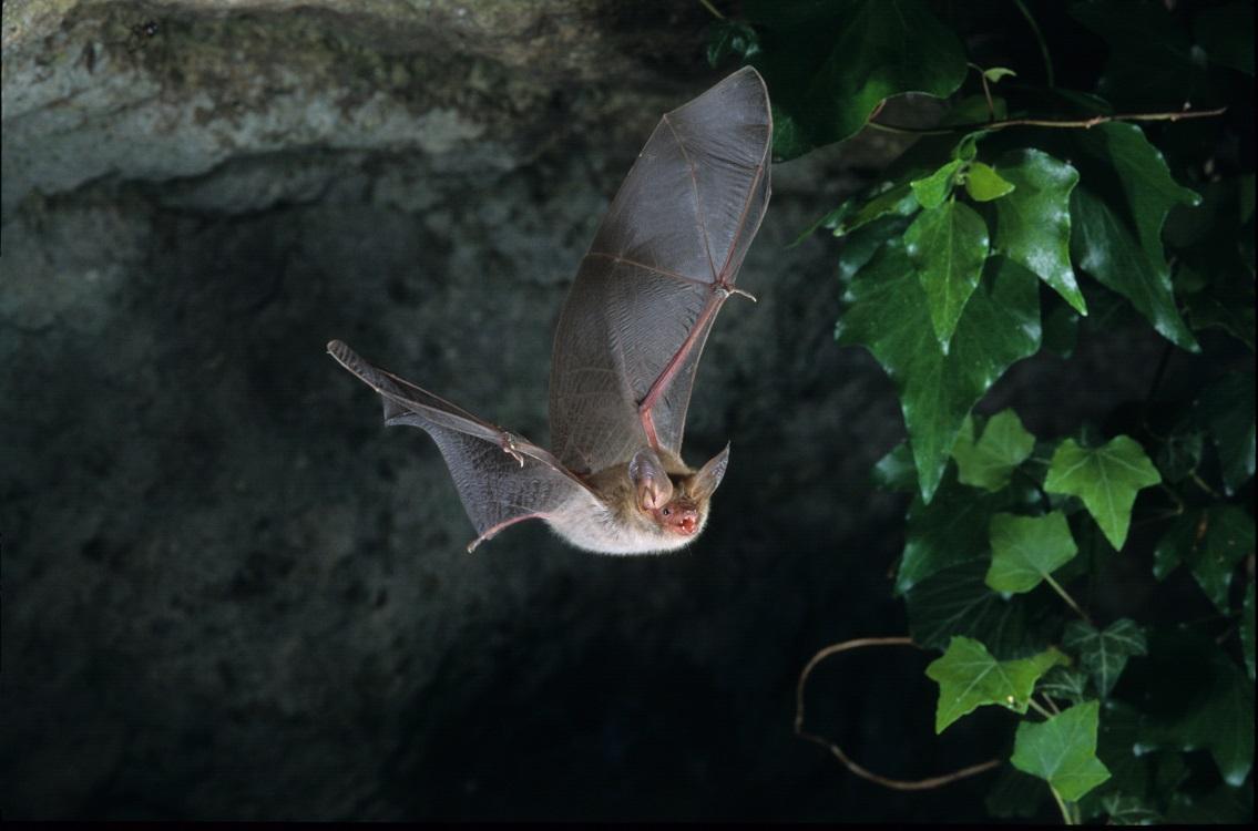 Chauve-souris